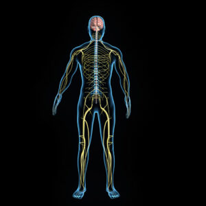 Outline of body's nervous system