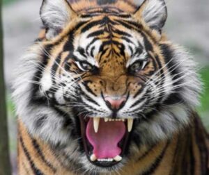 tiger